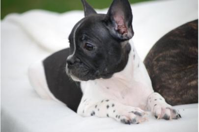 Franz�sische Bulldoggen Welpen