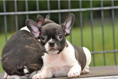 Franz�sische Bulldoggen Welpen