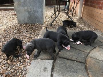 Typvolle Blueline  Staffordshire Bull Te