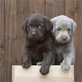 Labrador Welpen mit Papieren