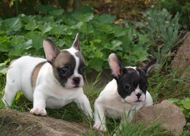 Traumhaft s��e Franz�sische Bulldoggen