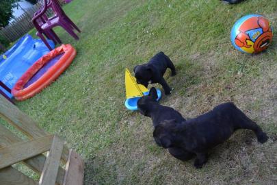 Traumhaft s��e Franz�sische Bulldoggen