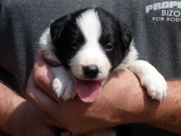 Border Collie Welpen mit FCI Stammbaum