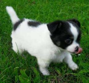 Chihuahua Welpe Kurzhaar R�de Guten Tag,