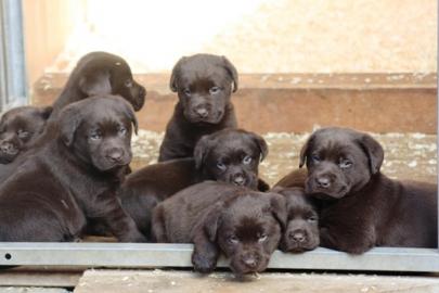 Labrador Welpe blond aus liebevoller Fam