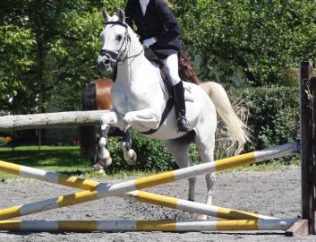 Verkaufe Araber Schimmel, Wallach