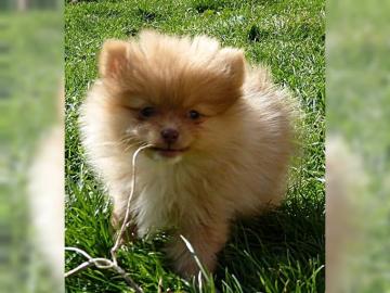 Sch�ne reinrassige Pomeranian Welpen mit
