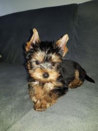 Yorkshire Terrier Welpen zu verkaufen