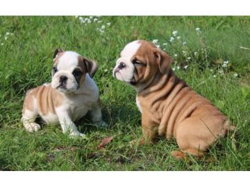 Reinrassige Englische Bulldogge Welpen