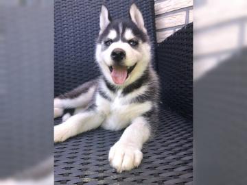 S??e Siberian Husky-Welpen
