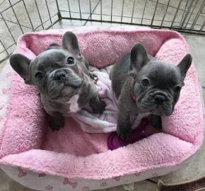 French Bulldog puppies for rehoming