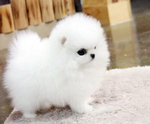 Mini Pomeranian WhatsApp +4915781830175
