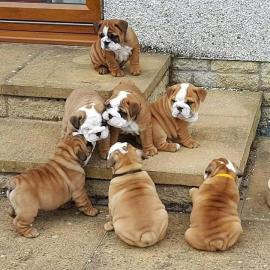 Englische Bulldogge Welpen mit papieren