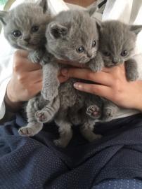 Reinrassige BKH Babies