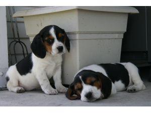 m�nnliche und weibliche Beagle-Welpen