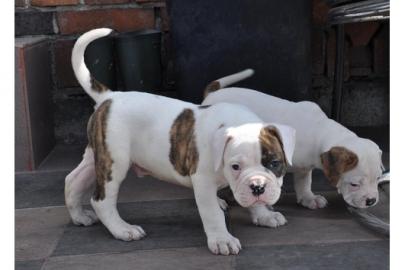 American Bulldog,Buldog