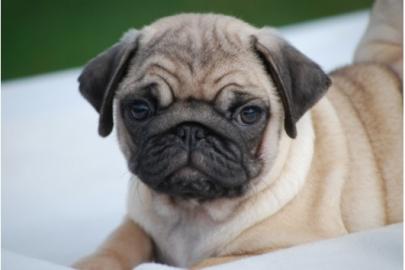 liebenswerte fawnfarbene Mops - Welpen