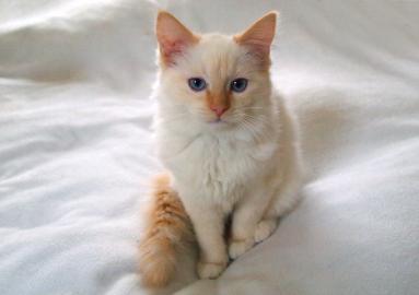 Weibliche Ragdoll Katze