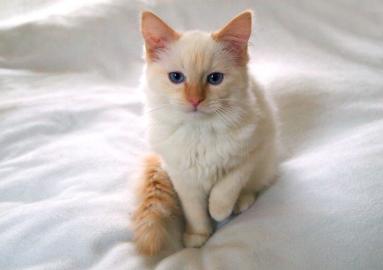 Weibliche Ragdoll Katze