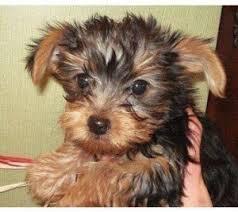 Yorkies-Welpen m�nnlich und weiblich Fli