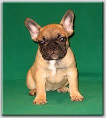 Kaufen Franz�sisch Bulldogge Welpen von