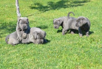 S��er Cane Corso Welpen