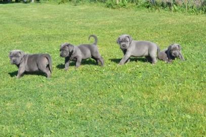 S��er Cane Corso Welpen