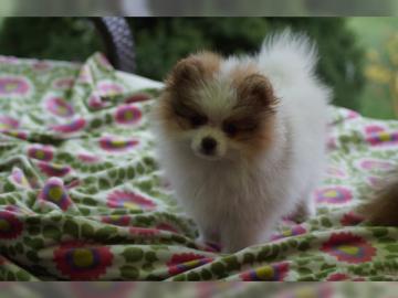 TOP Pomeranian-Welpen. 