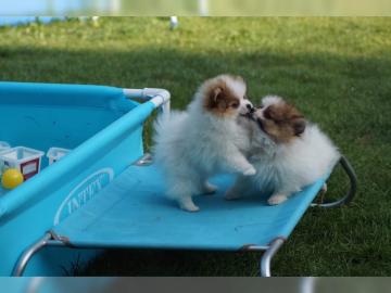 TOP Pomeranian-Welpen. 