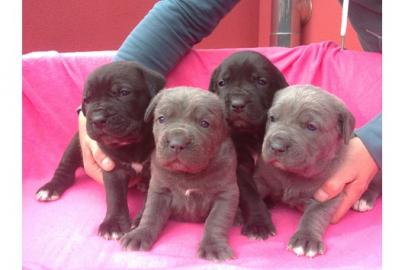 Wundersch�ne Reinrassige Cane Corso Welp