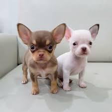 Super s??e MINI chihuahua welpen mit Pap