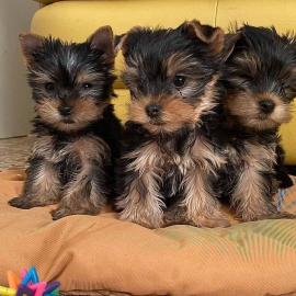 Yorkshire Terrier Welpen Miniatur