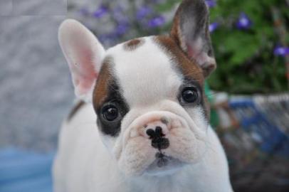 S��e  Franz�sisch Bulldogge in Liebevoll