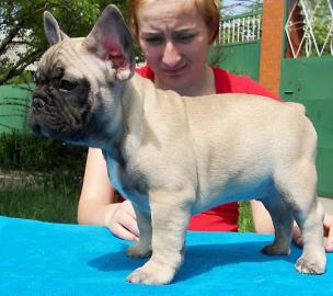 S��e  Franz�sisch Bulldogge in Liebevoll