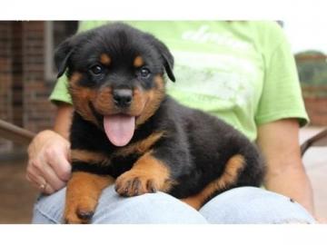 ADRK Rottweilerwelpen abzugeben mit Papi