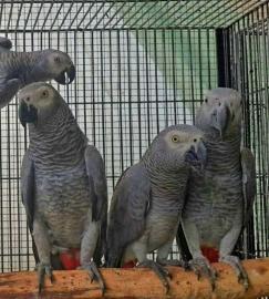 Entz�ckende Papageien des afrikanischen