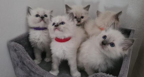 Ragdoll-K?tzchen zu verkaufen