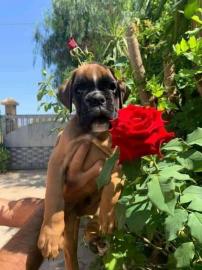 Boxer Welpen steht zum Verkauf Boxers