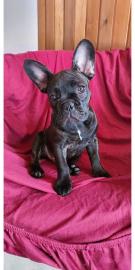 Franz?sische Bulldoggen Welpen,. . ,