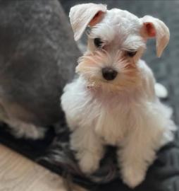 Zwergschnauzer-Welpen zur Adoption Whats