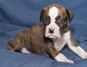Typvolle Boxer Welpen in sehr sch�nem