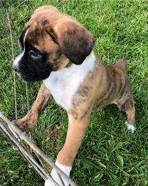 Typvolle Boxer Welpen in sehr sch�nem