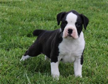 Typvolle Boxer Welpen in sehr sch�nem