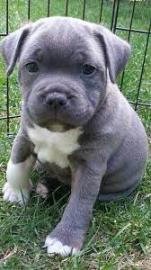 Zuckers??en Pitbull Welpen