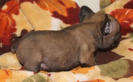 Cute baby french bulldog