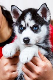 Reinrassige Blue Eye Siberian Husky Welp