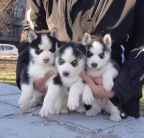 Siberien Husky Whatsapp +4915214389093