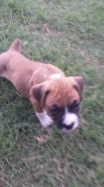 S??e Boxer-Welpen abzugeben