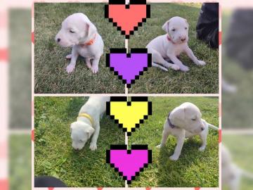 Dogo Argentino Welpen