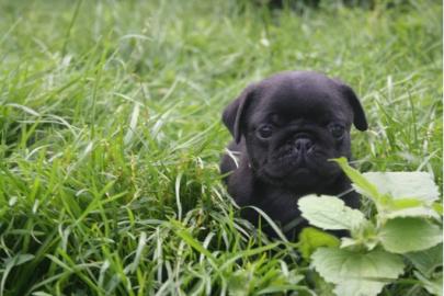 super s�sse Mops Welpen suchen Liebevolles Zu